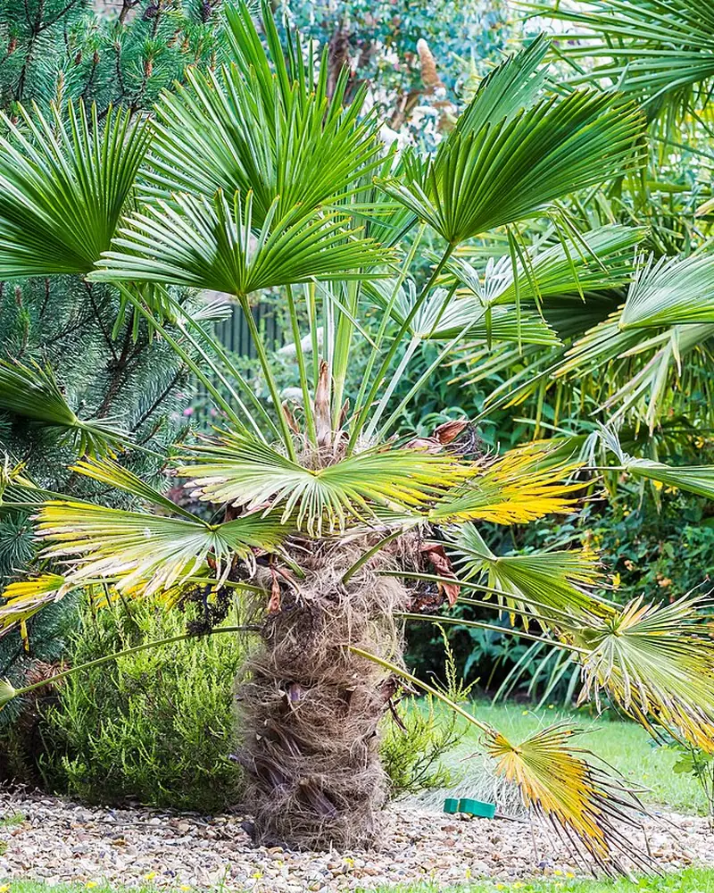 Wagneri lehvikpalm aias