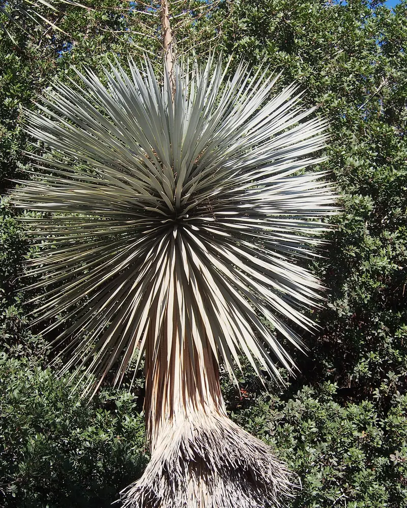 Beaked yucca with a spherical crown of blue-grey leaves